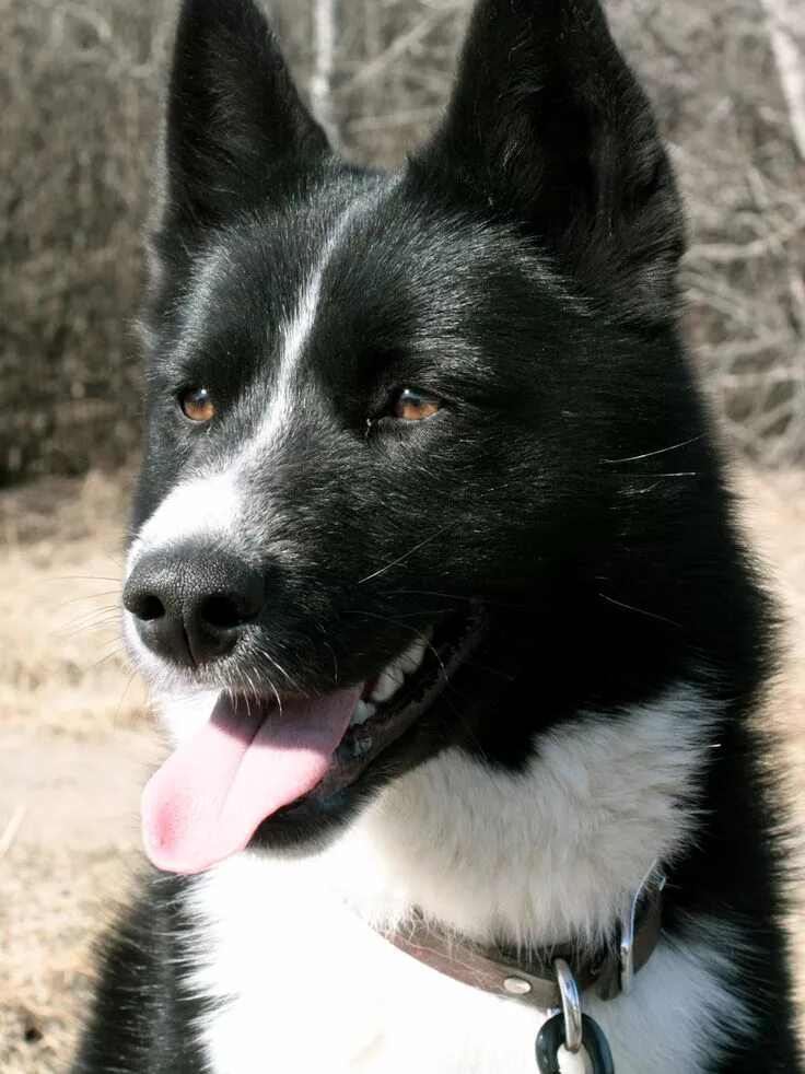 Terrific Pics Border Collies noir et blanc Concepts Black and white dog, White p