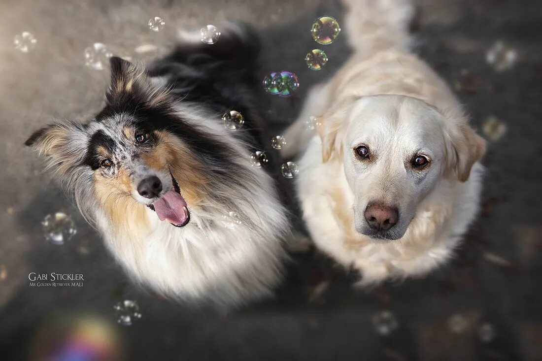 собаки тоже любят