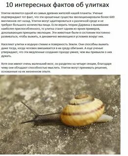 Задача амбициозная улитка