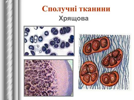 Соединительная ткань развитие
