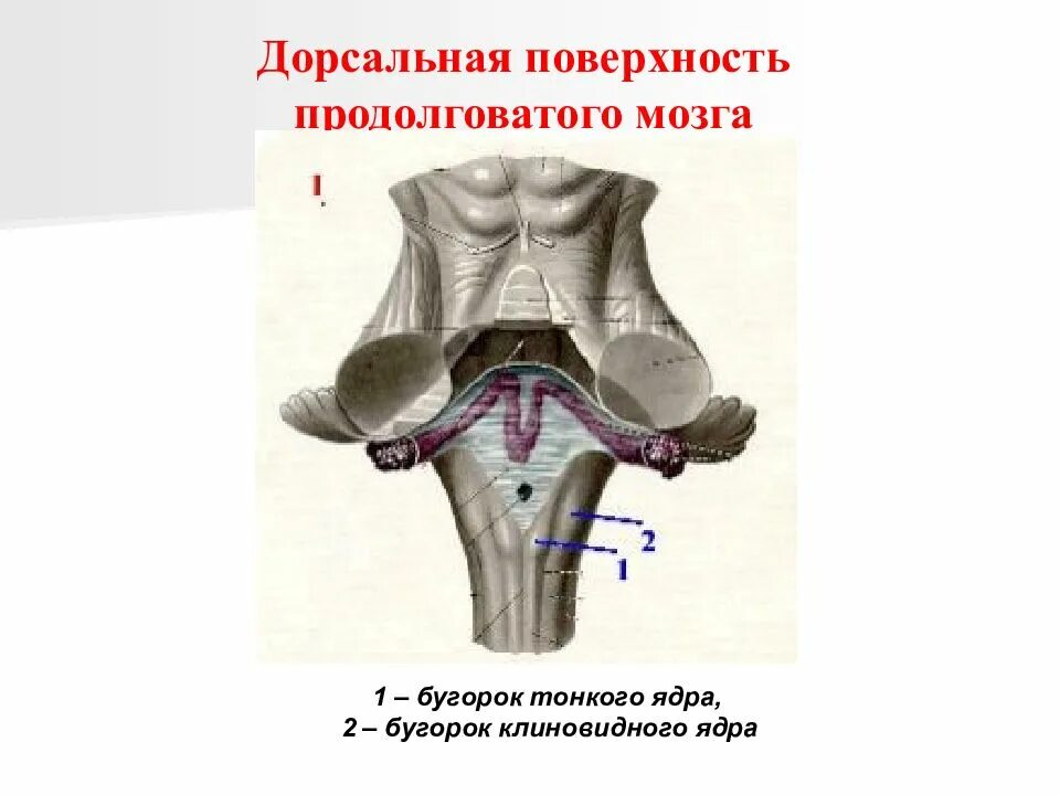 Дорсальная поверхность мозга. Продолговатый мозг дорсальная поверхность строение. Дорсальная поверхность продолговатого мозга. Дорсальная поверхность ствола головного мозга. Медиальная петля продолговатого мозга.