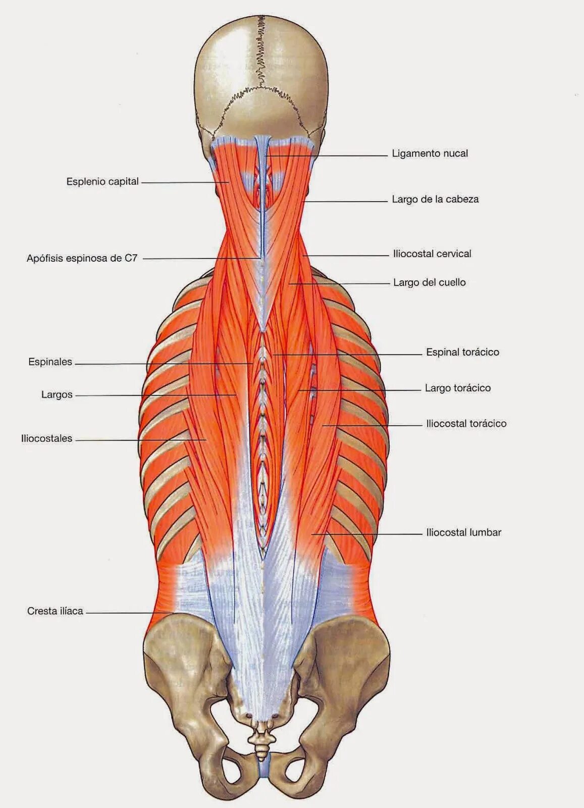 Разгибатели мышц спины и позвоночника. Мышца выпрямляющая позвоночник спины анатомия. Мышцы разгибатели позвоночника. Мышца выпрямляющая позвоночник иннервация.