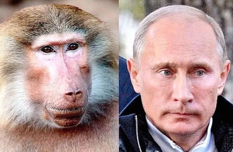 Покажи человека обезьяну. Похож на обезьяну. Обезьяна похожая на человека. ЧЕЛОВЕКПОХОЖИЙ на обезььяну.