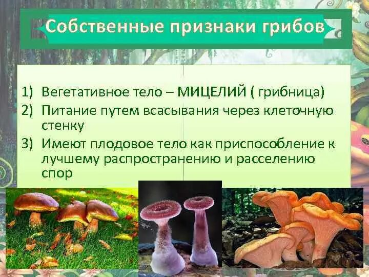 Каковы признаки грибов 5 класс. Собственные признаки грибов. Грибы основные признаки. Вегетативное тело гриба. Строение вегетативного тела грибов.