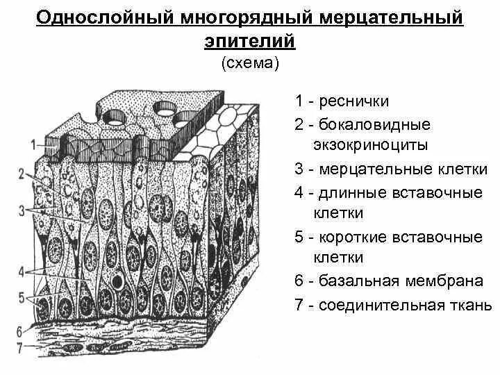 Многорядный реснитчатый мерцательный эпителий. Однослойный многорядный мерцательный эпителий бокаловидные клетки. Однослойный эпителий базальная мембрана. Однослойный многорядный призматический реснитчатый эпителий схема. Медицинский препарат проникает в клетки мерцательного