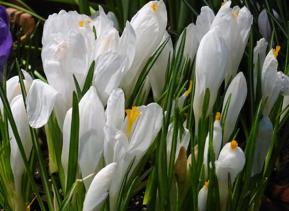 Крокус цветок белый. Первоцвет Крокус белый. Crocus korolkowii.