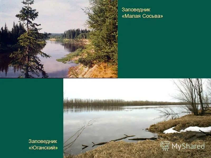 Заповедники хмао югры. Заповедники хмао малая сосьва. Заповедник малая сосьва в хмао-югре. Государственный природный заповедник малая сосьва. Заповедники хмао малая сосьва.