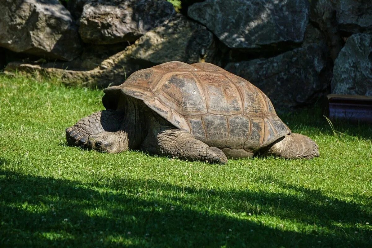 Красивая черепаха. Галапагосская черепаха. Черепаха алагба. Черепаха Тартаруга. Гигантская сухопутная черепаха.