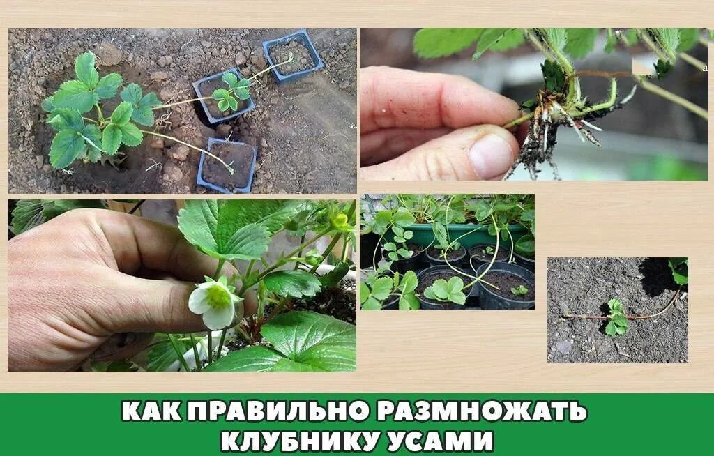 Какое размножение у земляники. Размножение клубники. размножение клубники усами. усы клубники для размножения. размножение земляники усами.