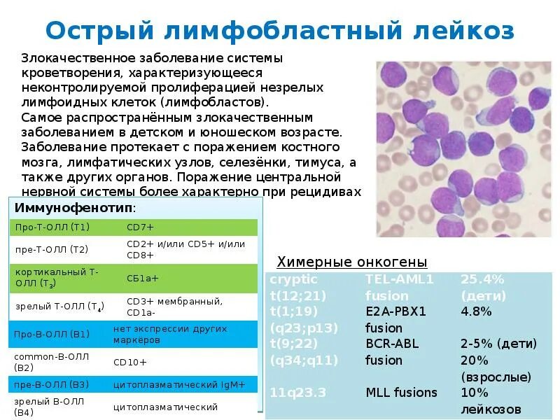 Острый миелоидный и лимфобластный лейкоз. Острый лимфобластный лейкоз l2. Острый лейкоз и хронический лимфолейкоз. Острый лимфобластный лейкоз т3 кортикальный. Реакция на лейкоциты положительная