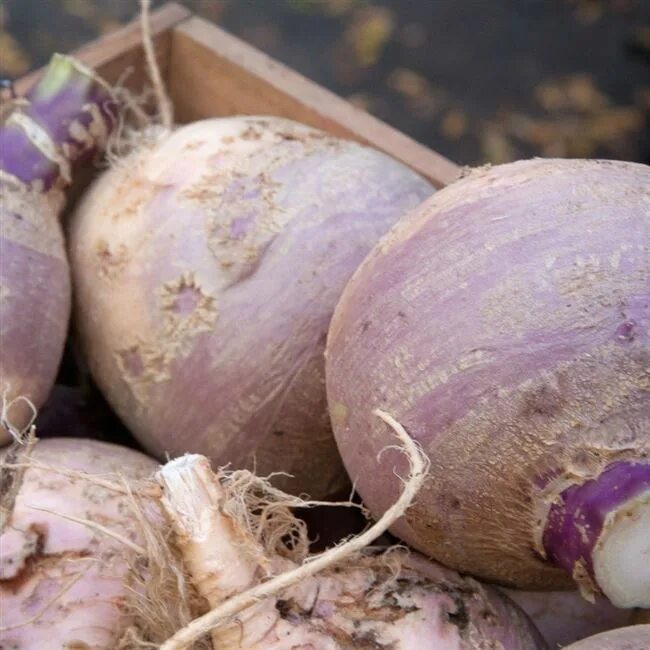 Репа турнепс брюква. Брюква фото. Брюква саженцы. Брюква джипег. Брюква верейская.