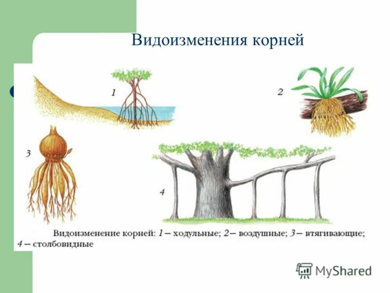 Видоизмененный корень ответ. Ходульные корни метаморфозы. Строение корня видоизменение корня.