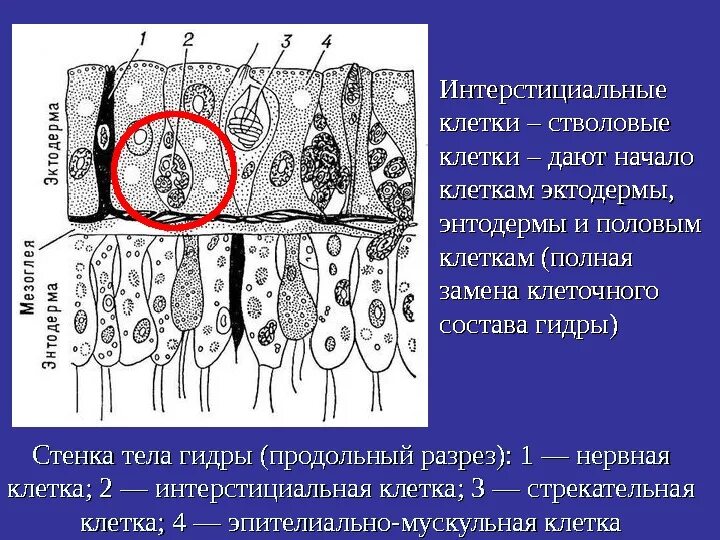 Интерстициальные клетки Кахаля. Интестинальные клетки. Стволовые клетки гидры. Интерстициальные клетки строение. Интерстиций почки