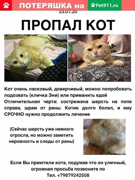 Почему не возвращается кошка