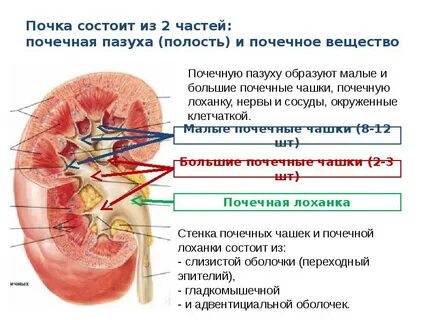 Почечная корень