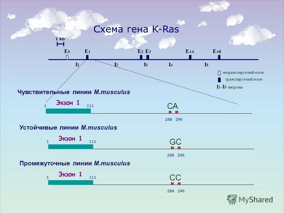 Геннадий джикия сейчас. Пути реализации действий аномального гена. Мутация гена jak2 617f. Гена 2. Гена 2.