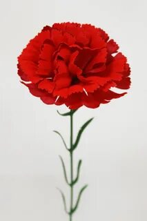 Гвоздика цветы символ