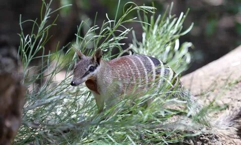 Numbat