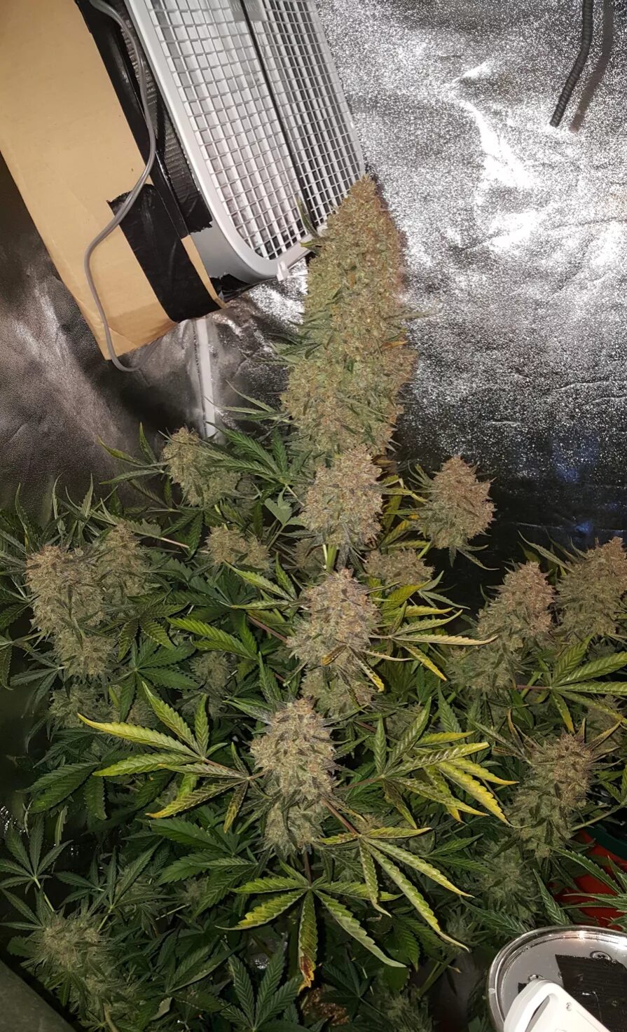 Камавтокомплект трак набережные челны. Wedding cake auto семяныч. Best auto отзывы. Автосервис набережные челны. Sweet seeds.