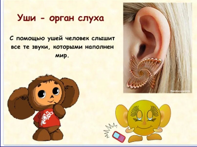 Стишок про уши для детей. Орган слуха для дошкольников. Уши орган слуха задания для детей. Слышу звуки в голове