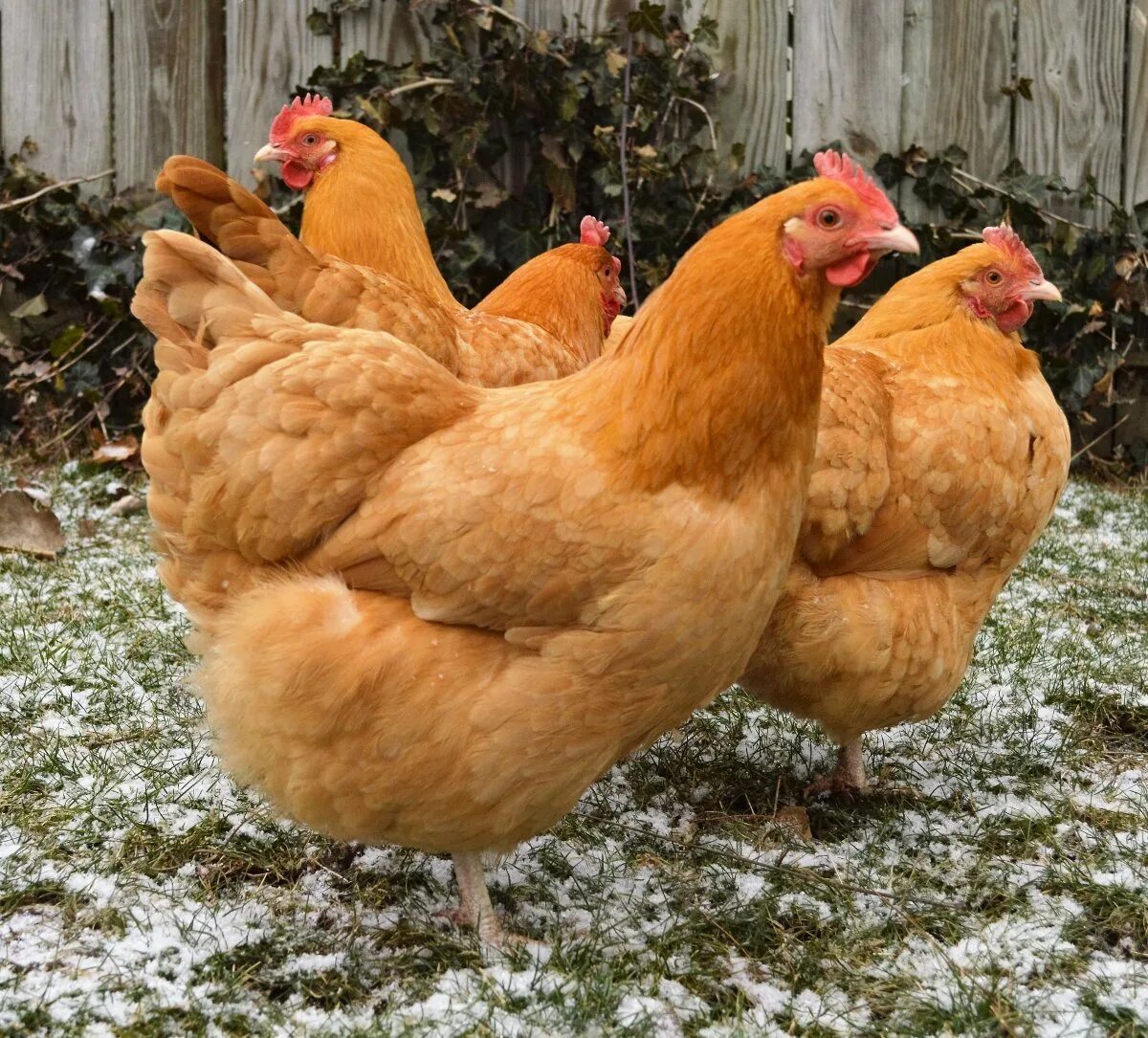Какого цвета бывает курица