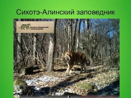 3 сихотэ алинский