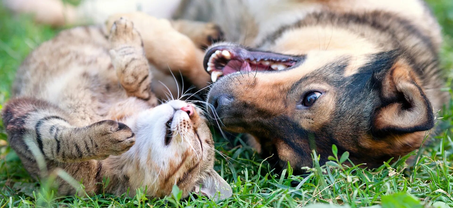 Dog and cat playing. Собака. Собачки и кошечки. Счастливые собаки и кошки. Собака и кошка вместе.