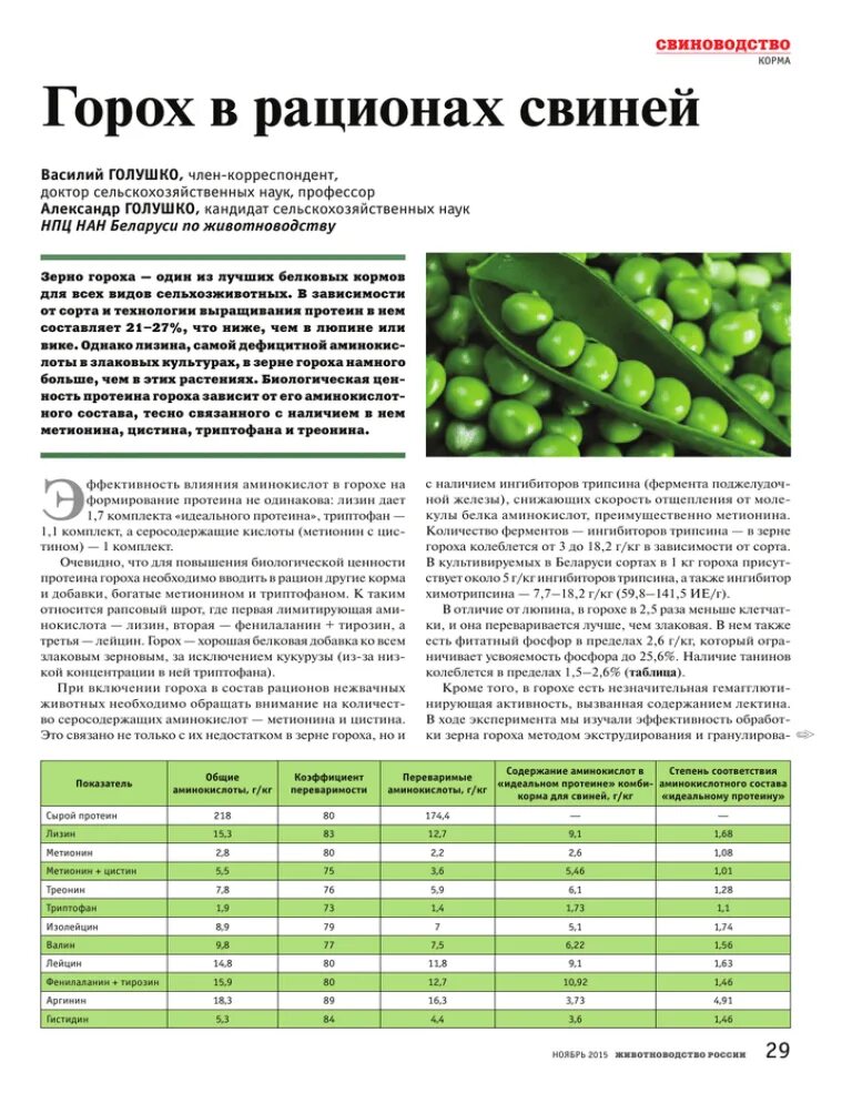 Рацион кормления горохом свиней. Кормление поросят горохом. Кормовой горох для свиней. Горох в рационе свиней. Можно давать курицам горох