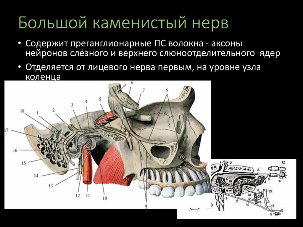 Лицевой нерв череп. Лицевой нерв большой Каменистый нерв. Ход большого Каменистого нерва. Волокна большого Каменистого нерва. Большой каменствй нерв Иннер.