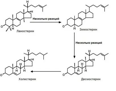Биосинтез холестерина