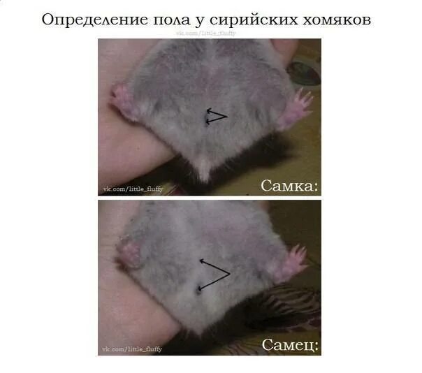 Как понять пол. Как отличить пол у хомяков джунгариков. как различить пол у джунгарских хомяков. как отличить пол хомяка сирийского. пол хомяка джунгарского.