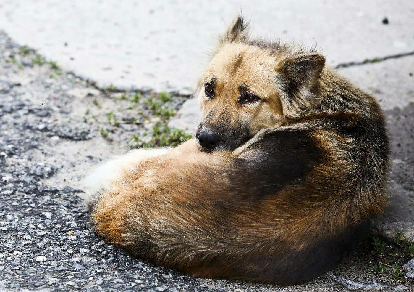 Бродячие псы собаки. Бездомные животные собаки. Безнадзорные собаки. Бродячие собаки. Бездомные животные.