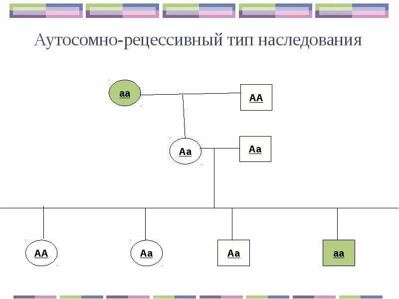 Аутосомный аллель