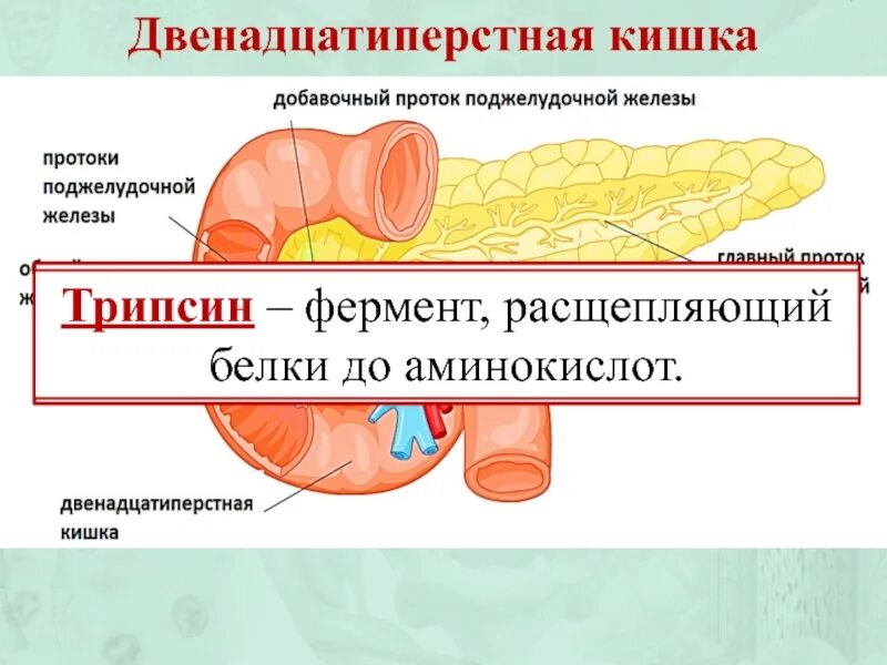 Двенадцатиперстная кишка биология 8 класс. Пищеварение в двенадцатиперстной кишке. Двенадцатиперстная кишка пищеварение. Процесс пищеварения в 12 перстной кишки. Двенадцатиперстная кишка функции.