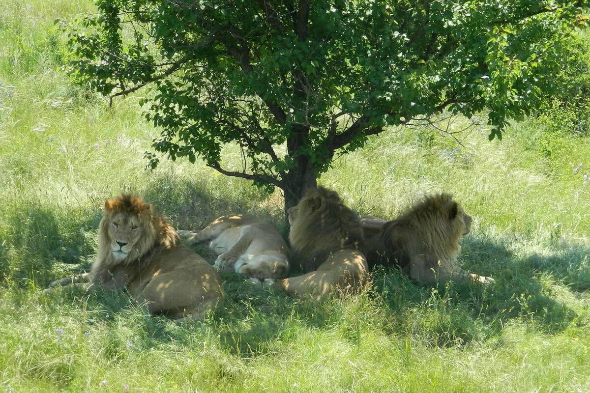 парк львов тайган. заповедник тайган. тайган сафари парк. заповедник тайган. зоопарк тайган в крыму.