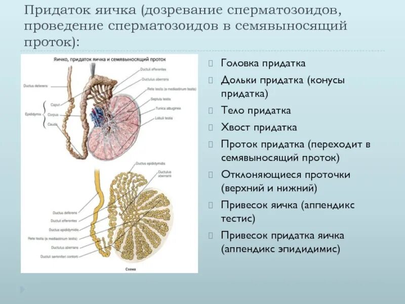 Функции придатка яичка. Дольки придатка яичка конические. Придаток яичка. Придаток яичка анатомия. Придаток привеска яичка.