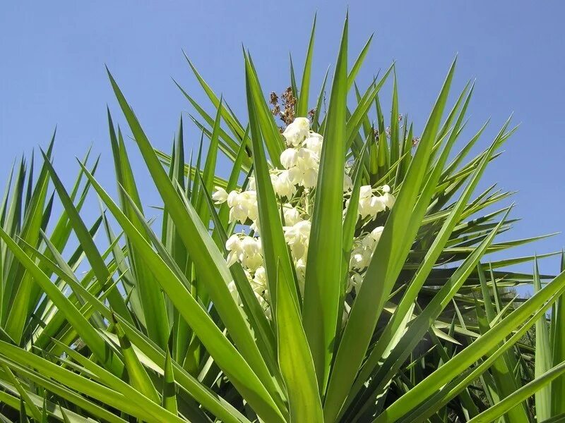 Медцентр юкка луга. Юкка. Юкка растение. Yucca faxoniana. Юкка комнатная.