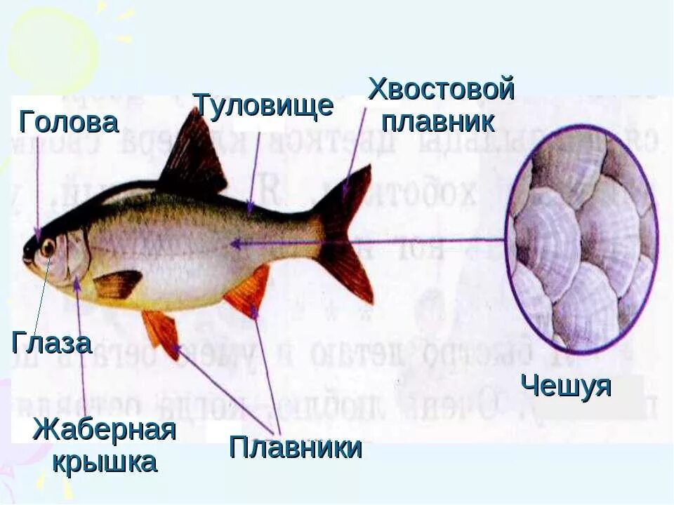 Схема рыбы для дошкольников. Части рыбы схема для детей. Строение рыбы 2 класс. Строение рыбы окружающий мир.