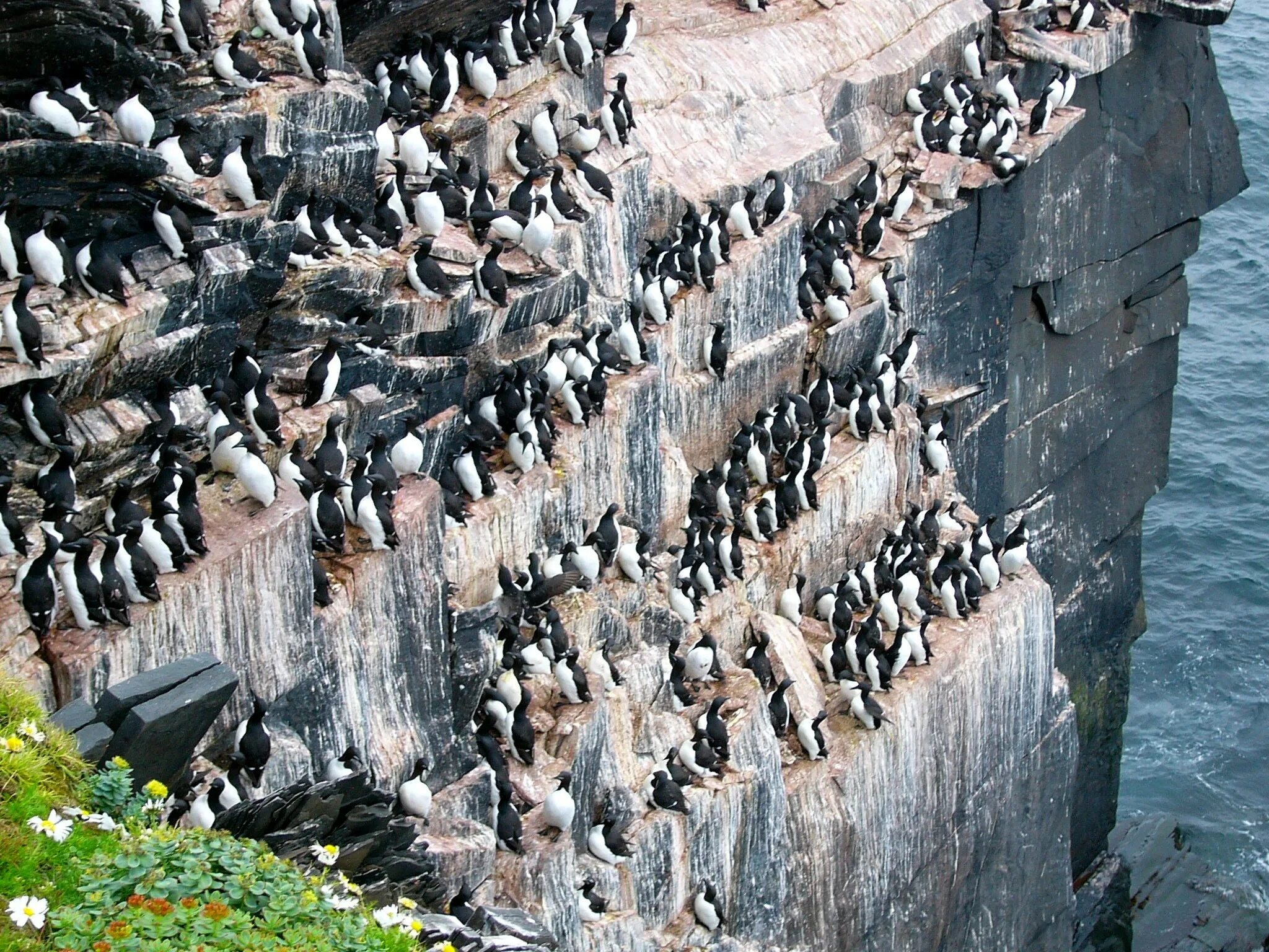 птичьи базары в арктике. остров врангеля птичьи базары кайра. птичьи базары в северном ледовитом океане. птичьи базары в арктике. остров врангеля птичьи базары.