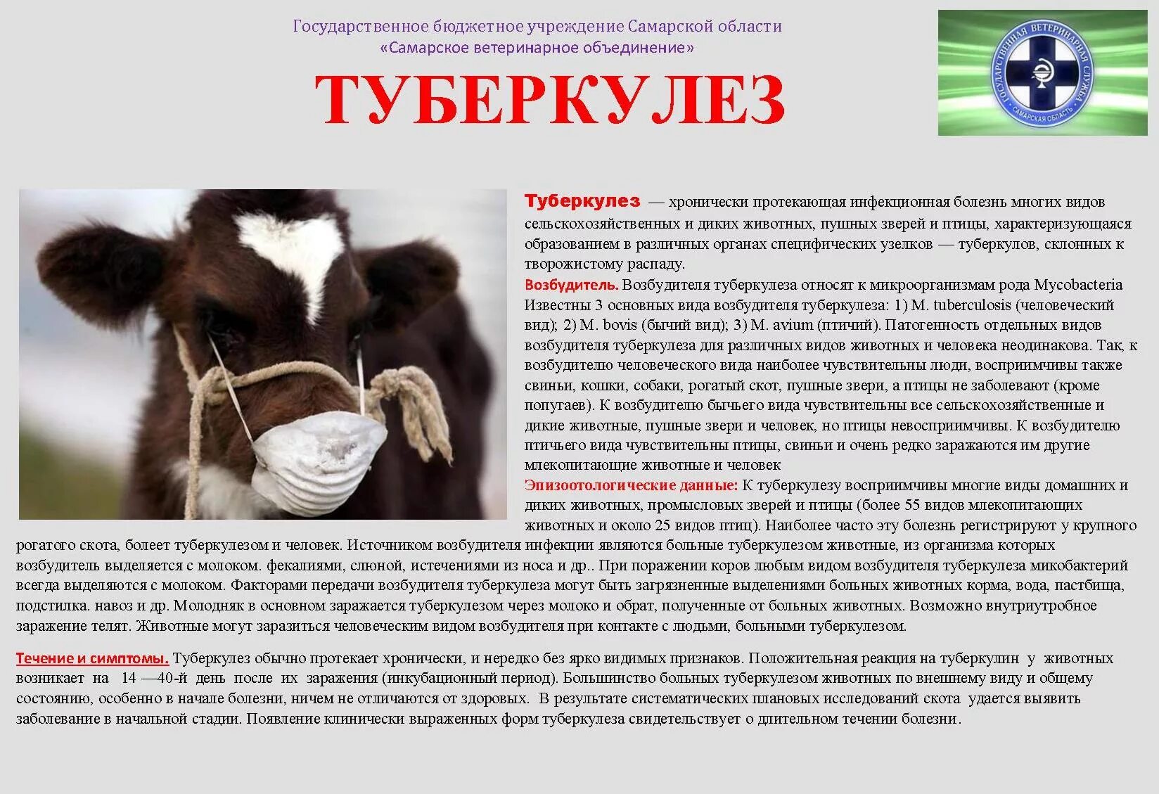 Профилактика незаразных болезней животных. Туберкулез крс памятка. ящур крс болезнь крупного рогатого скота. инфекционные болезнитживотных. болезни инфекционных болезней животных.