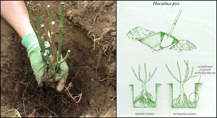 Высота саженца розы 10. Посадка плетистой розы весной. Посадка чайно гибридных роз. Правильная посадка плетистой розы.