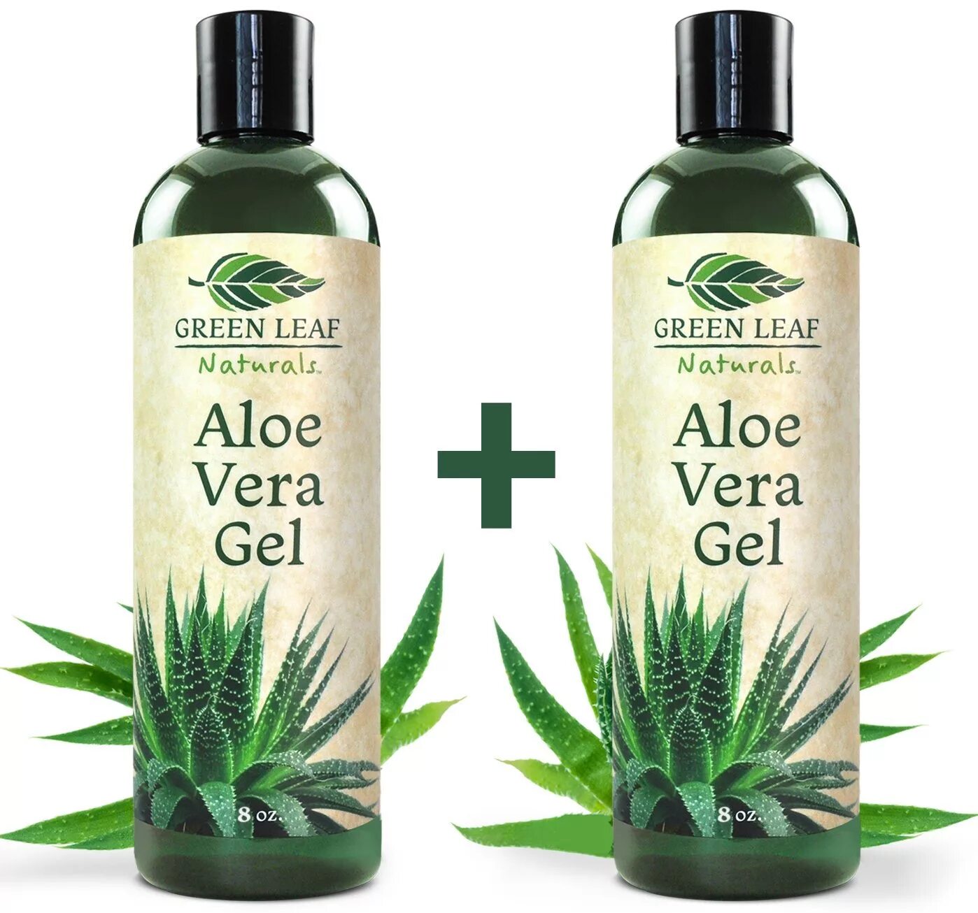 Pure and natural Aloe Vera. Aloe Vera Green Leaf.