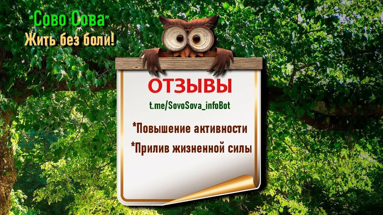 Сово сова отзывы. Здоровье сова. печенол сово сова. оптимист сово сова. нициферол сово-сова.