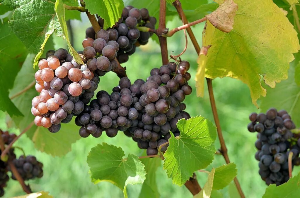 Сорт винограда божоле. Pinot gris grape nose palate. Немецкий виноград 7 букв. Совиньон блан виноград. Немецкий виноград 7 букв.