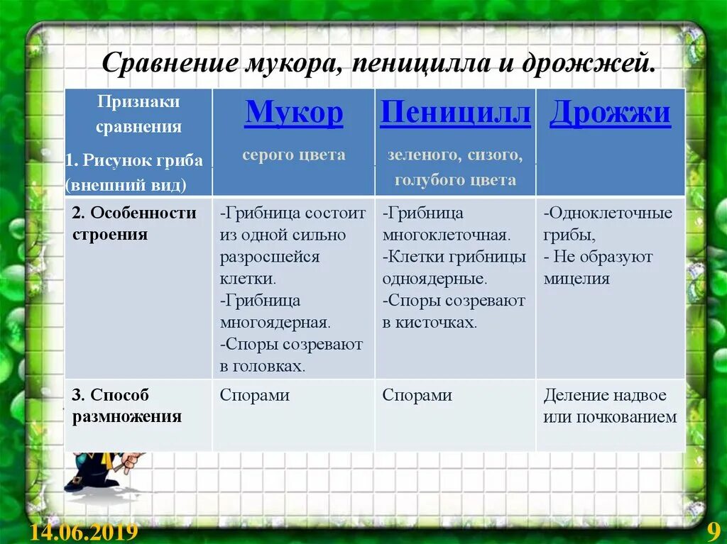 Чем отличается пеницилл от дрожжей. Мукор и пеницилл сходства и различия. Мукор и пеницилл сравнение таблица. Сходства дрожжей и плесневых грибов. Сходства и отличия мукора и пеницилла.