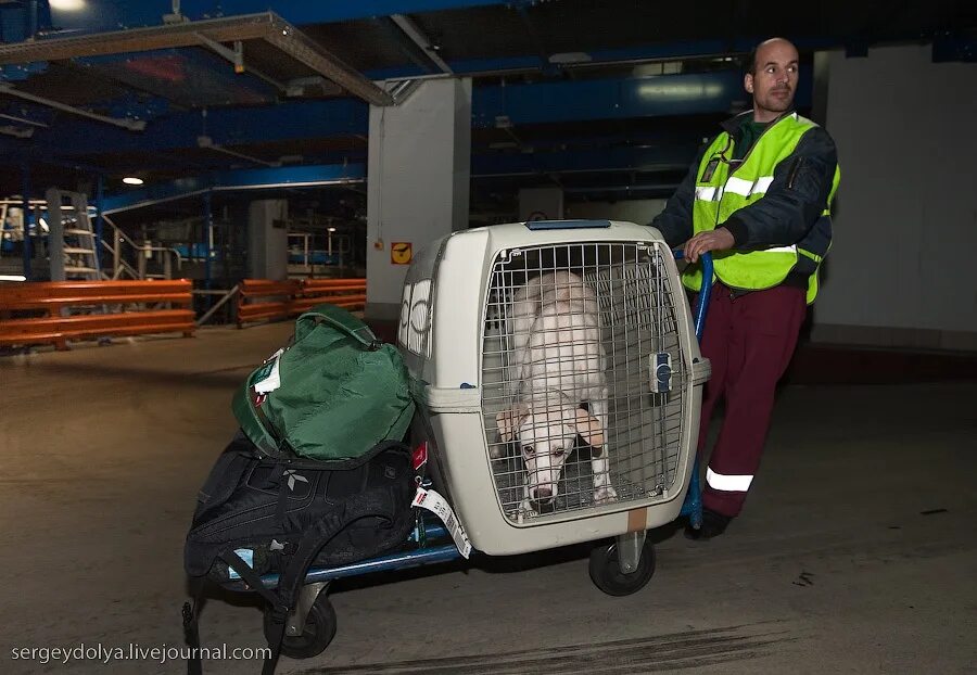 Погрузка багажа в боинг 737. Перевозка аэропорт. Тележки для багажа в аэропорту пулково. Чемодан в аэропорту. Багаж в аэропорту.