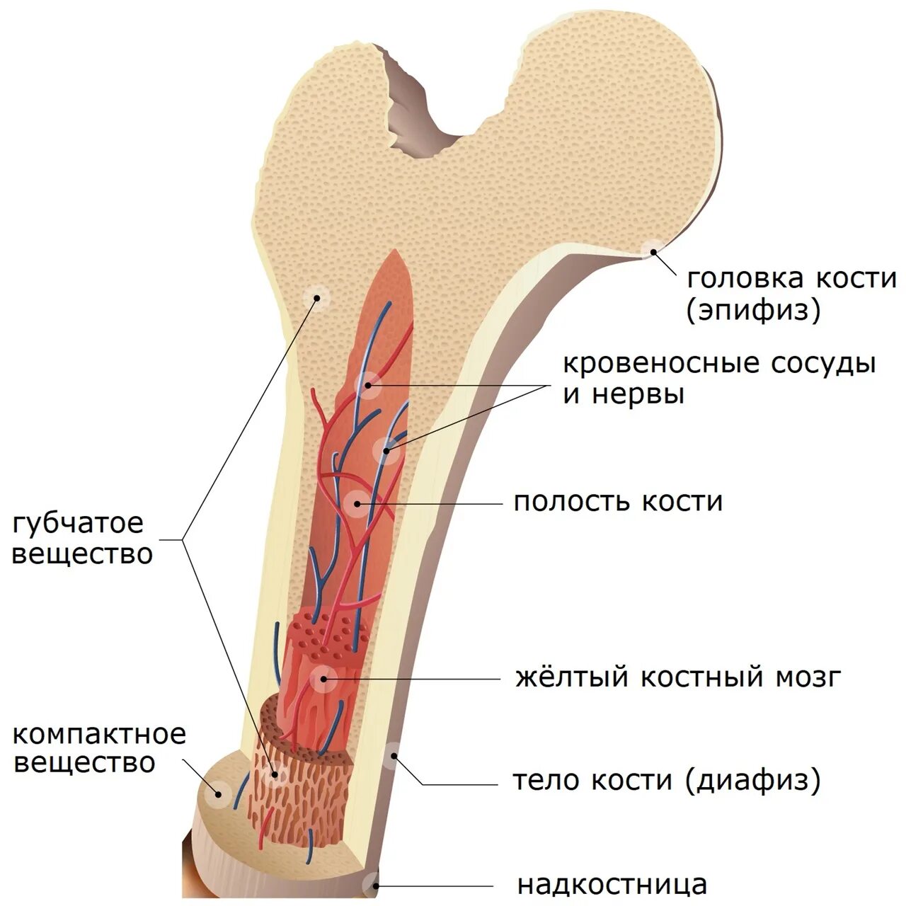 Костномозговая полость компактное вещество надкостница губчатое. Строение трубчатой кости биология. Строение трубчатой кости человека 8 класс биология. Строение трубчатой кости в разрезе. Строение трубчатой кости биология 8.