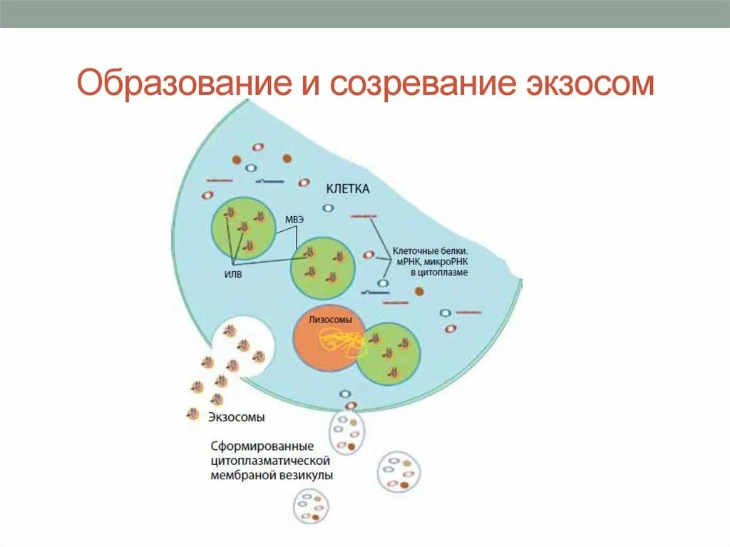 Экзосомы что это в косметологии