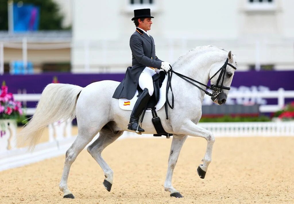 Horse sport. Выездка конный спорт. Выездка конный спорт всадник. Кизимов выездка. Арденский выездка.