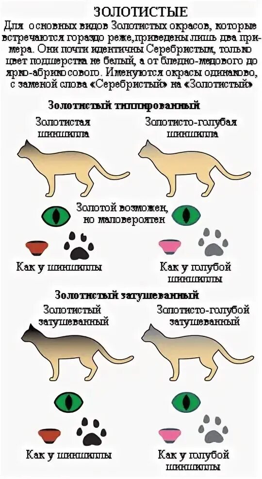 Окрас и тип шерсти кошек. Классификация окраса шотландских кошек. Генетика окрасов британских кошек. Кошачьи окрасы таблица. Наследование окраски шерсти у кошек таблица.